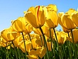 Tulips (12).jpg